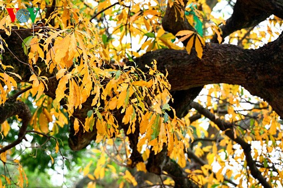 The ancient lecythidaceae trees by Hoan Kiem lake are shedding their leaves   - ảnh 7
